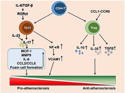 Research progress on Th17 and T regulatory cells and their cytokines in regulating atherosclerosis